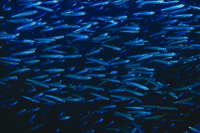 Swarm of small silver fish