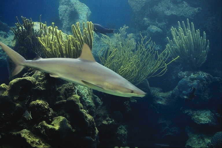 Gray útes žralok