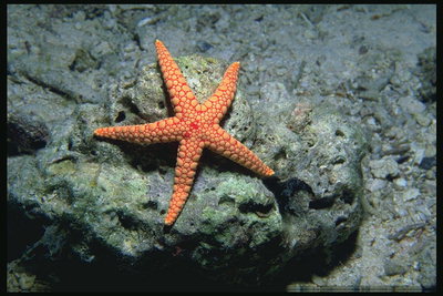 Starfish na morské dno