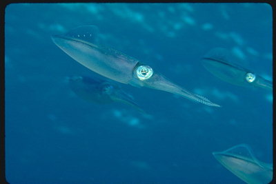 Flying blekksprut i det marine miljø