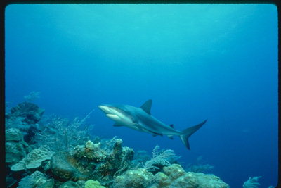 Köpekbalığı deniz üzerinde kat