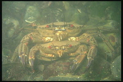 Żewġ crab