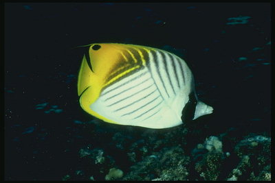 Flat fish yellow - white