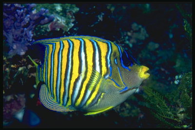 Bright svītrainām sea fish