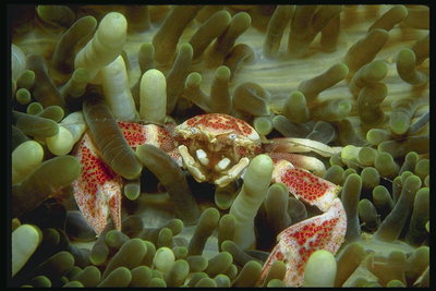Kepiting di laut di bagian bawah tanaman