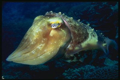 Peixes mariñas cunha longa cabeza e grandes ollos