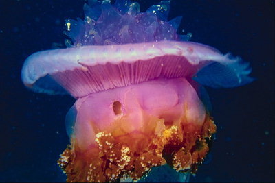 A large pink jellyfish