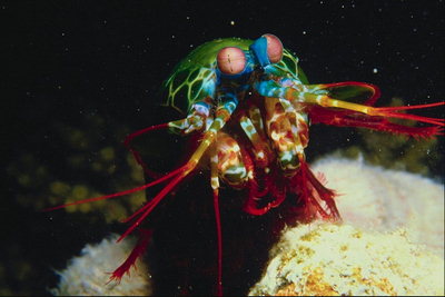 Multi-colored créature marine