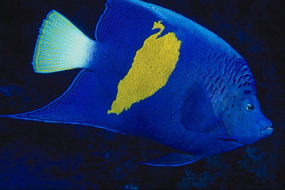 Modrá ryba se žlutými skvrnami na těle a bílým ocasem