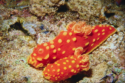 Црвени са жутим риба на телу избочини