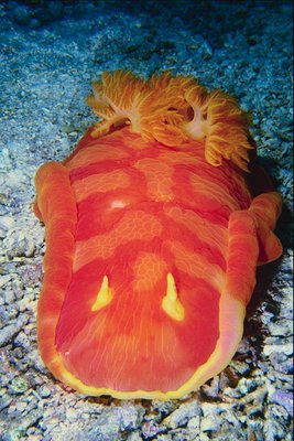 Kırmızı - sarı vücut balık