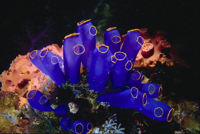 Blue тубулна водорасли