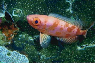 Розовая рыба с оранжевыми полосами на спине