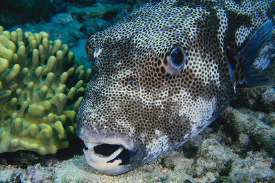 Голова риби коричнево - білого кольору