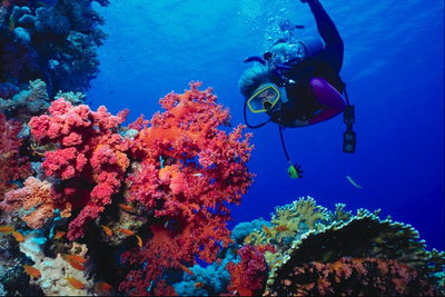 Glade els fons marins de corall vermell