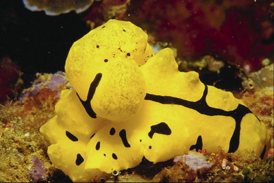 Een helder gele zee wezen met zwarte strepen op het lichaam