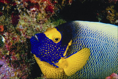 De peces marinos con un gran jefe de azul - amarillo