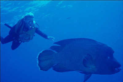 Diver swims beside a large fish