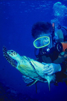 Diver κρατά τις θαλάσσιες χελώνες