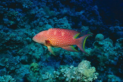 สีแดงปลาในจุดขาว