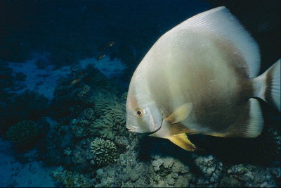 Pesce di mare piatto beige-marrone a strisce