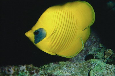Geltona plokščios žuvys su juodulys netoli akis