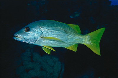 Silver peshk me fins verdhë