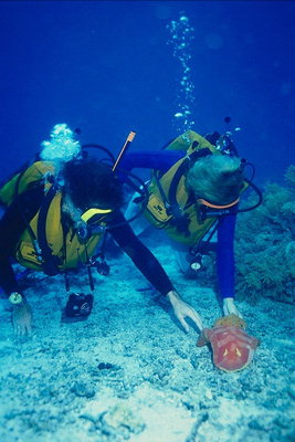 Dois mergulhadores no fundo do mar perto do direito material do mar