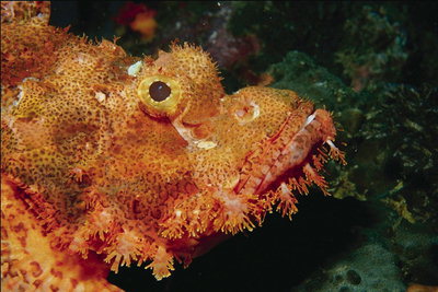 Un pesce di colore arancione brillante con grandi occhi e la bocca larga