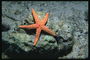Starfish na mořské dno