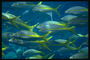 Fische auf dem Meeresboden