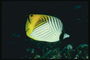 Flat peixe amarelo - branco