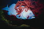 लाल शैवाल में बड़ी नीली मछली