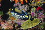 海洋藻類のカラフルな魚
