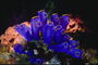 ब्लू tubular शैवाल