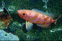 粉红色的鱼带有橙色条纹的背面