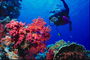 Poiana Coral Red fundul mării