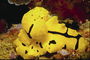 Um mar criatura amarelos com listras pretas sobre o corpo