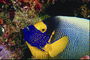 マリンブルーの大きな魚の頭を-黄色