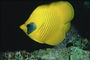 Yellow ploché ryby s čiernym mieste v blízkosti oka