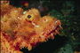 Un pesce di colore arancione brillante con grandi occhi e la bocca larga