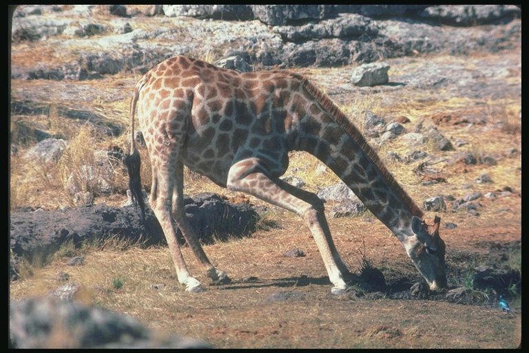 Жирафа в светло-коричневом тоне наклонилась над кустом травы