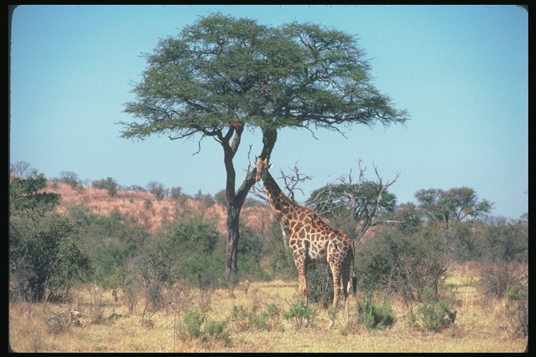 Жирафа в темно-коричневых цветах возле зеленого дерева