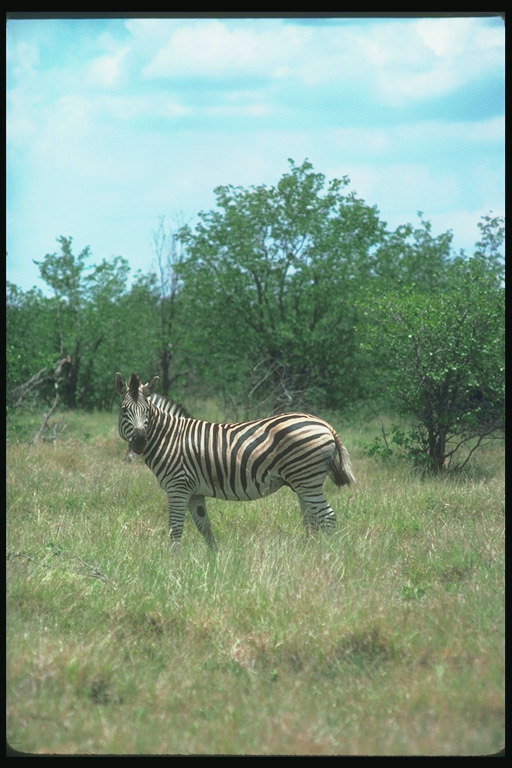 Зебра с полосатой гривой