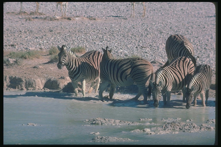 Зебры на водопое в грязи