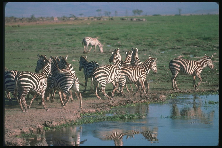 Зебры на поляне