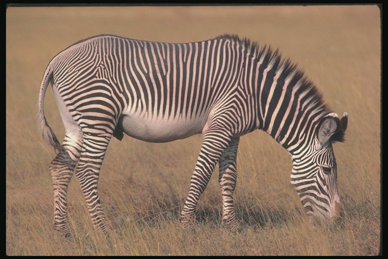 Зебра с белым животом