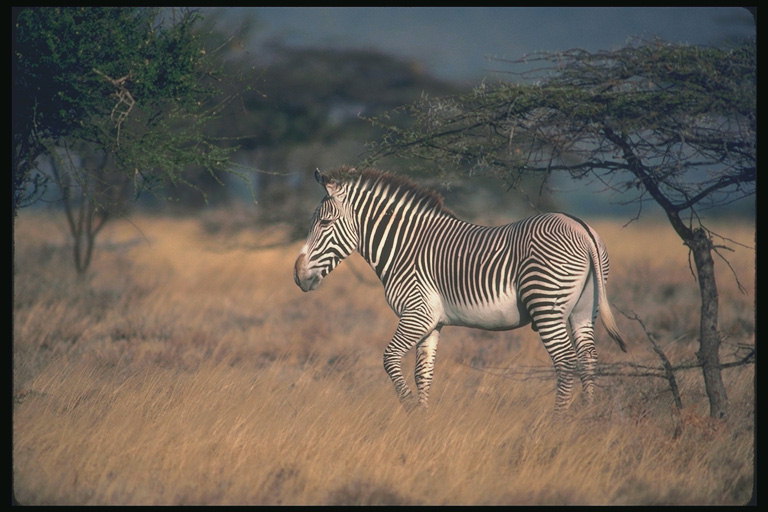Одинокая зебра