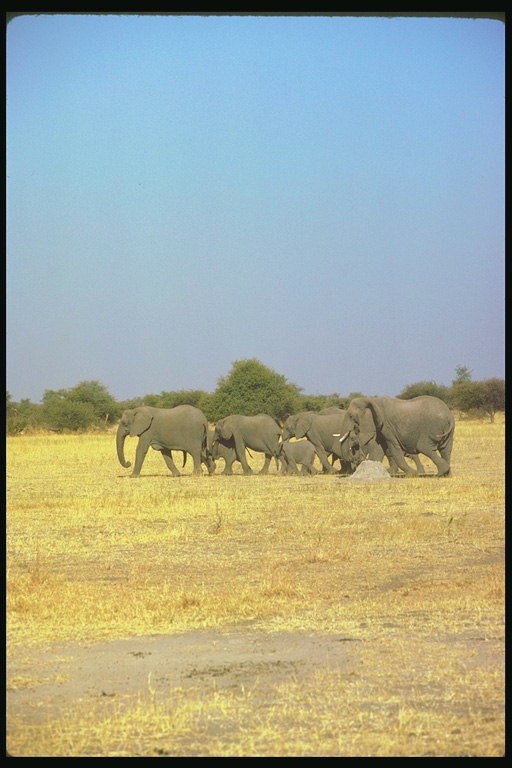 Стадо слонов. Два поколения