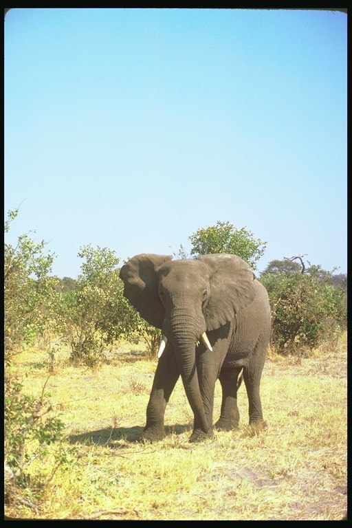 Слон с большими широкими ушами и белыми бивнями